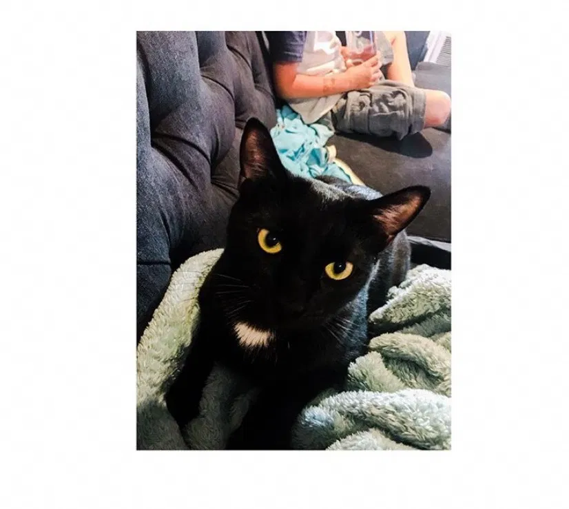 Lost cat in Mount Vernon, WA, 98274