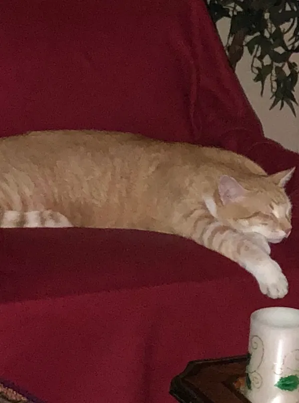 Lost cat in Victoria, TX, 77901
