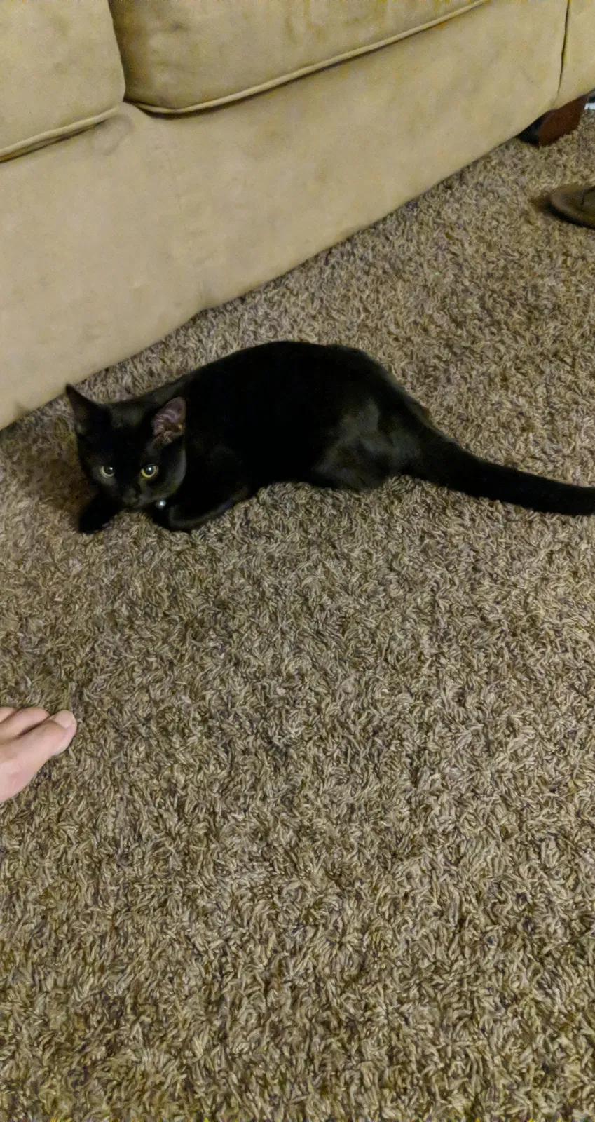 Lost cat in Colorado Springs, CO, 80916