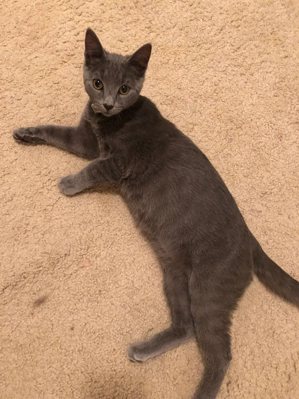 Lost cat in Lexington Park, MD, 20653