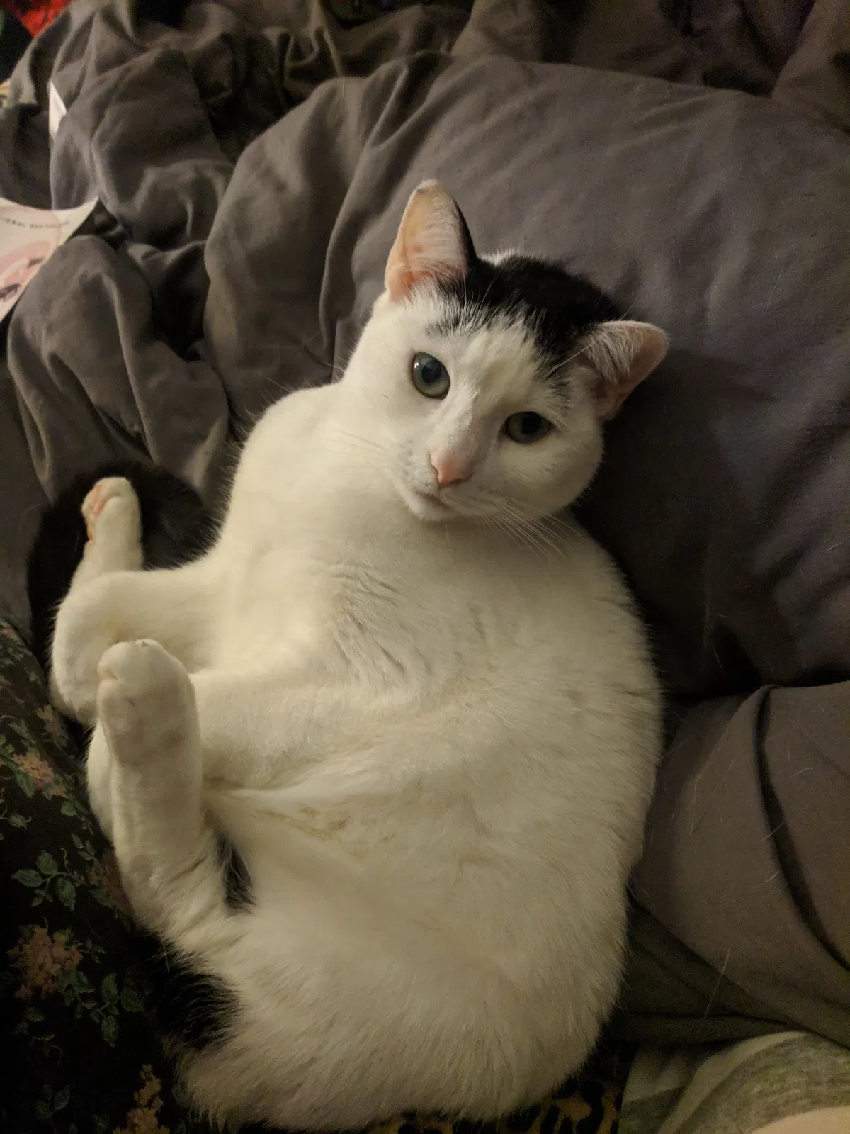 Lost cat in Atlanta, GA, 30310