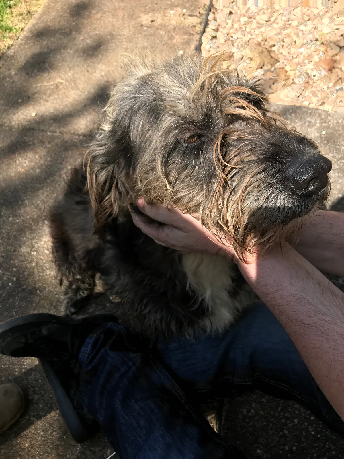 Found dog in Murfreesboro, TN, 37129
