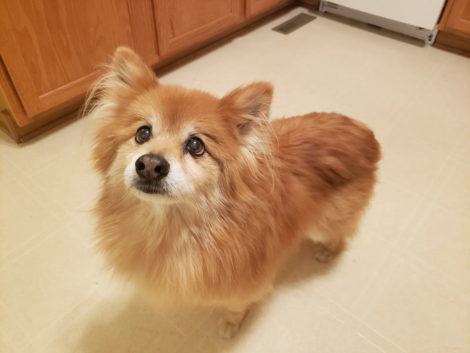 Found dog in Glen Allen, VA, 23060