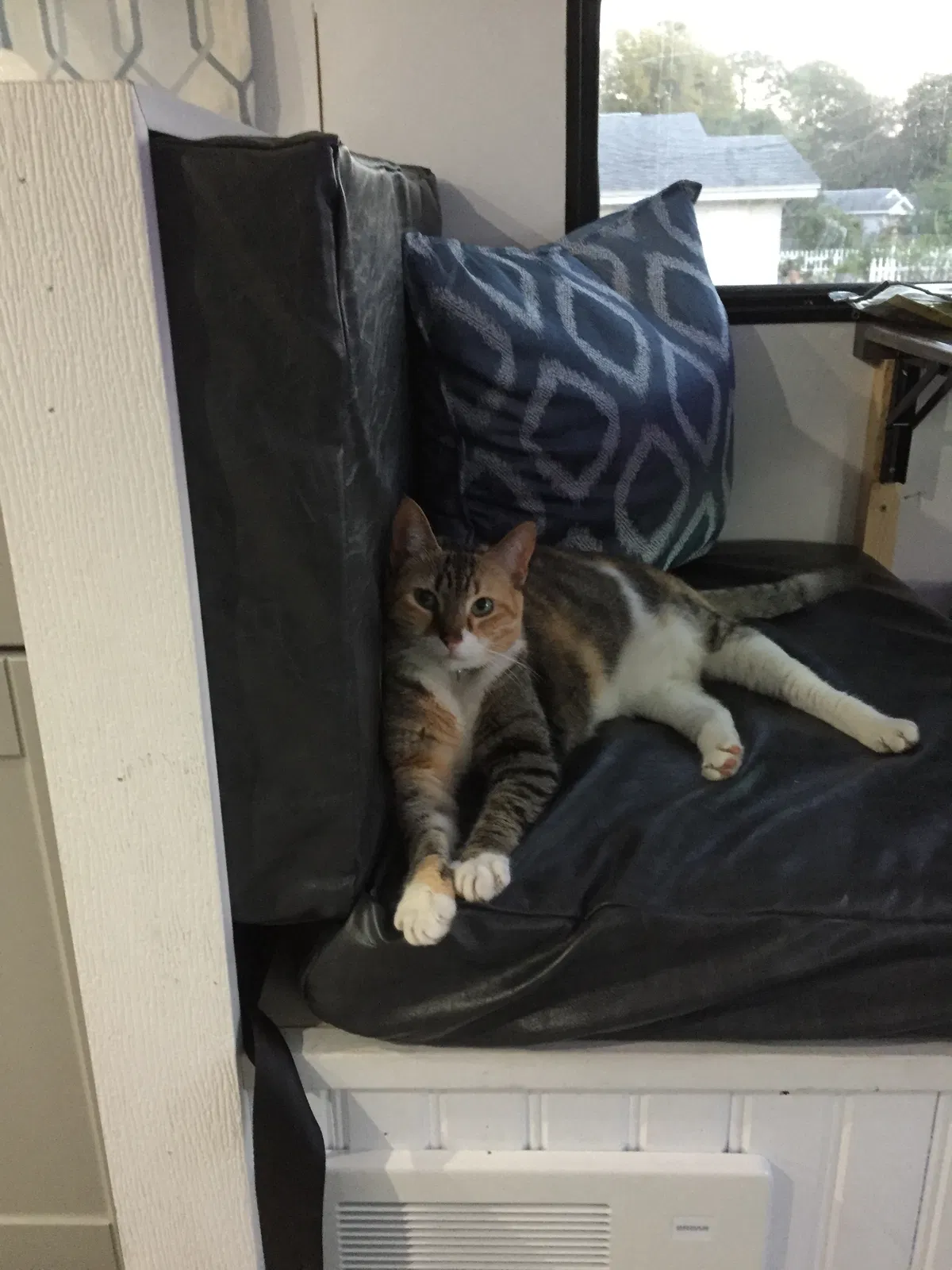 Lost cat in Port Orange, FL, 32127