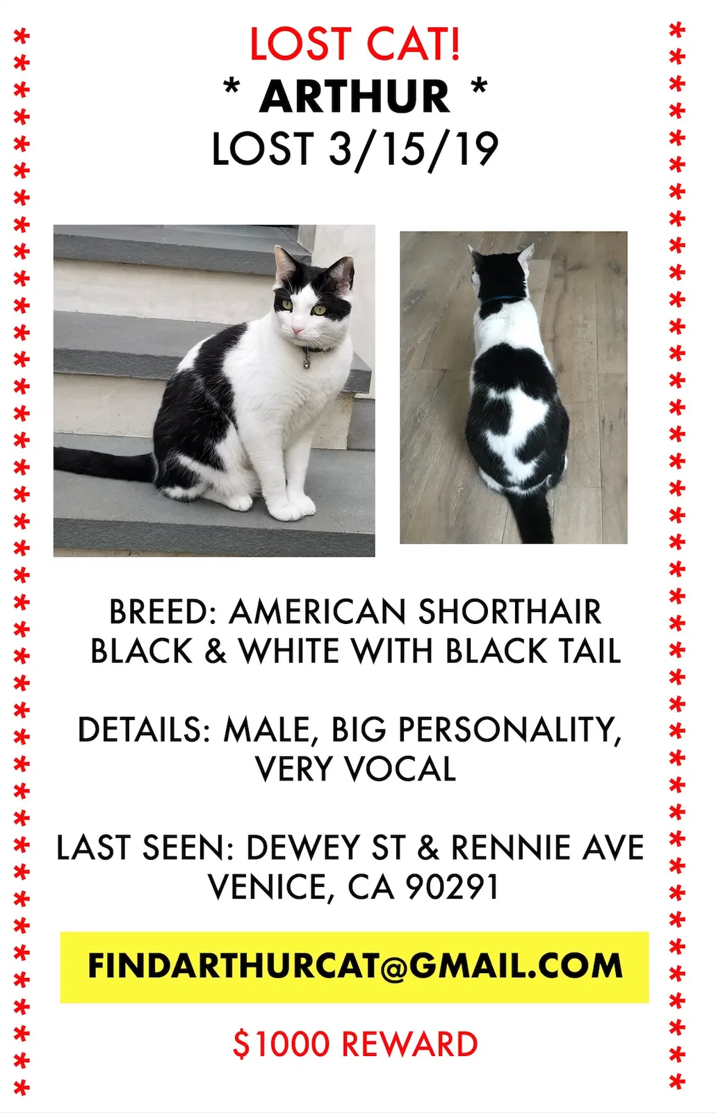Lost cat in Venice, CA, 90291