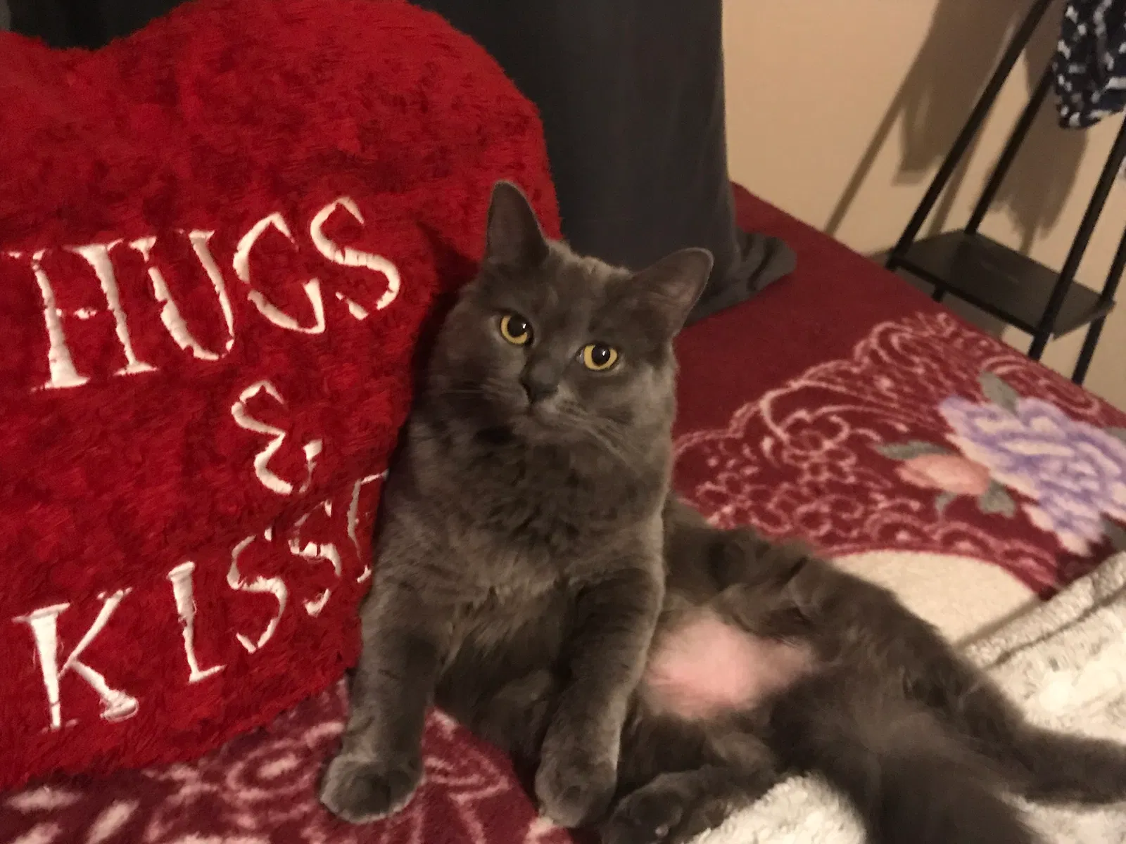 Lost cat in Cedar Park, TX, 78613