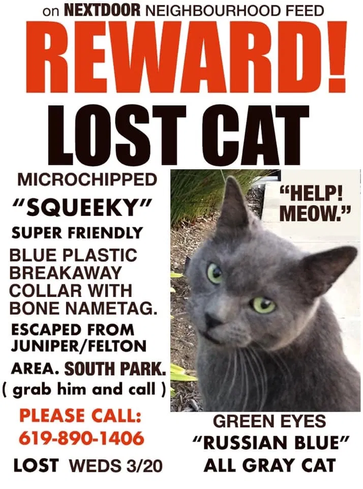 Lost cat in San Diego, CA, 92104