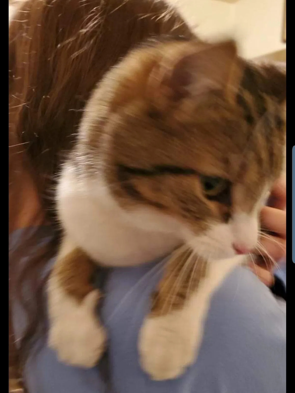 Found cat in Vinton, VA, 24179