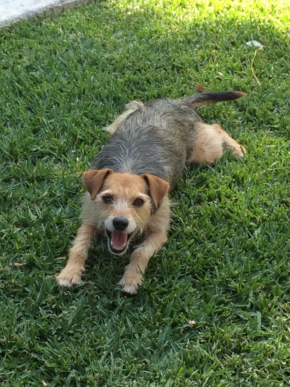 Lost dog in Rancho Cucamonga, CA, 91730
