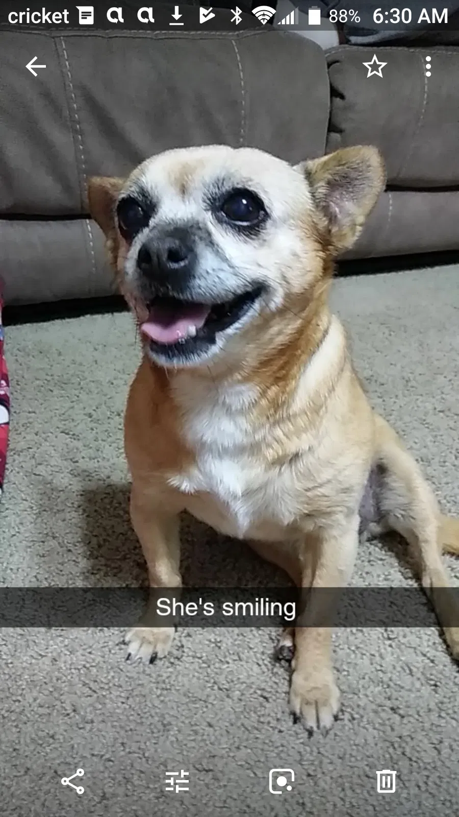 Lost dog in Amarillo, TX, 79103