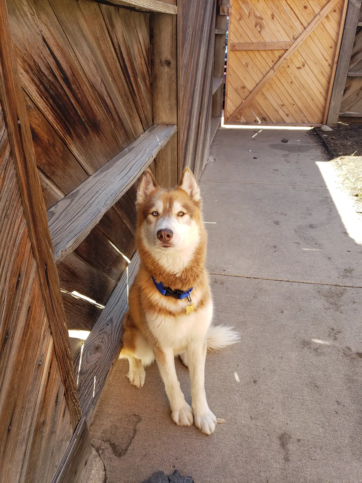 Lost dog in Colorado Springs, CO, 80902