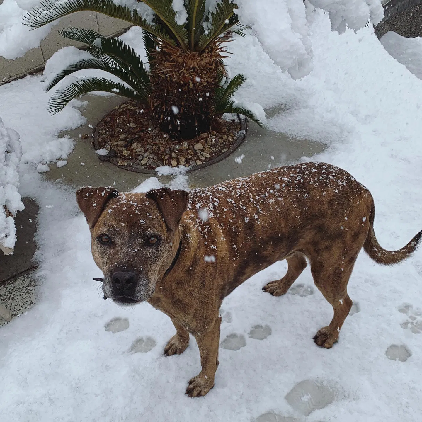Lost dog in Mission Viejo, CA, 92692