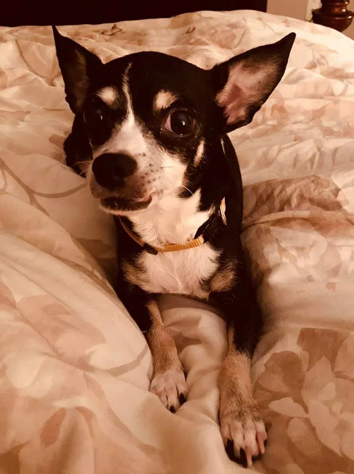Lost dog in Lebanon, OH, 45036