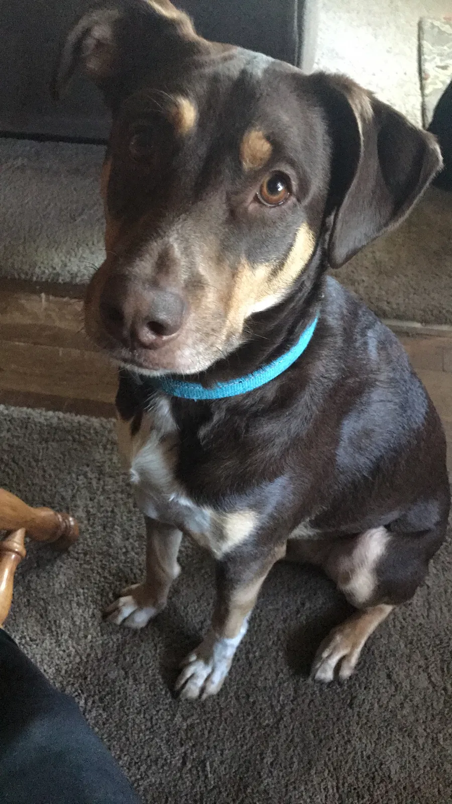 Lost dog in Eldon, MO, 65026