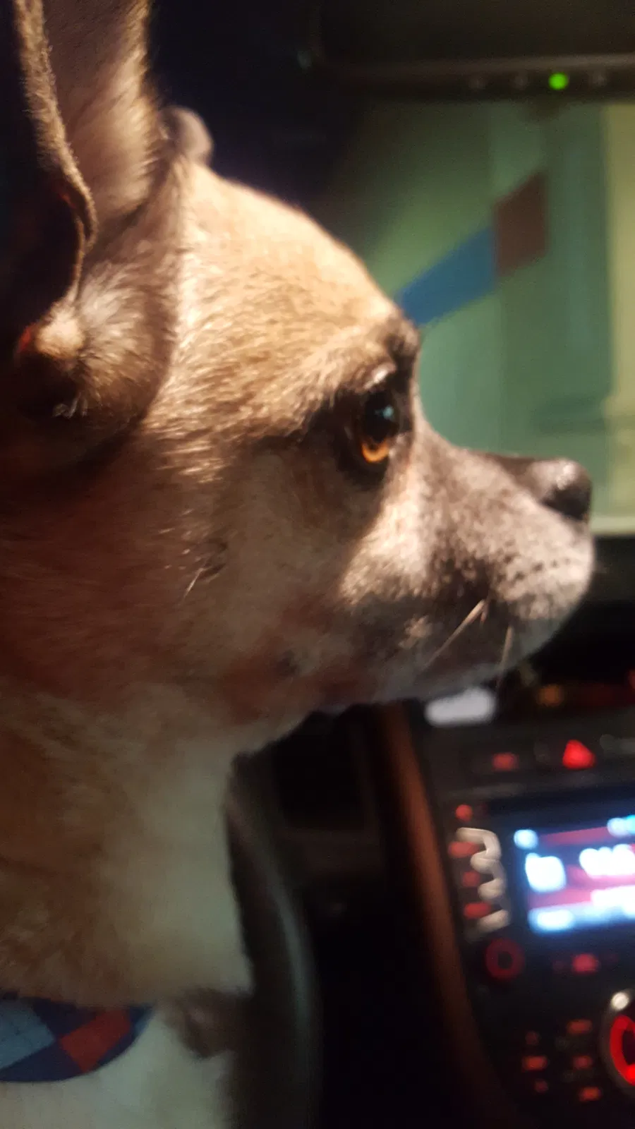 Lost dog in Grand Rapids, MI, 49508