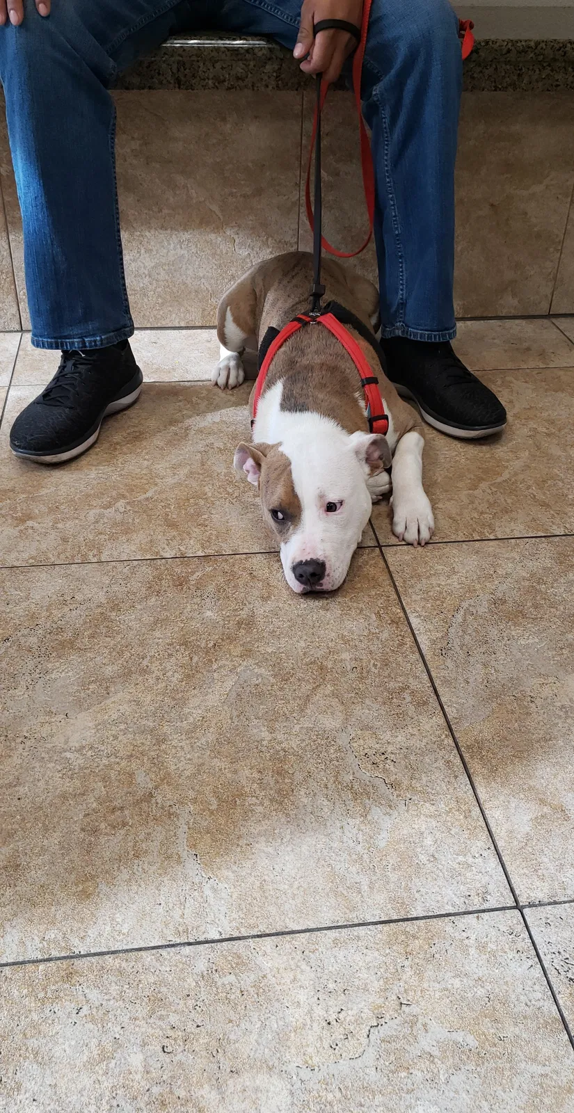 Lost dog in Fresno, CA, 93702