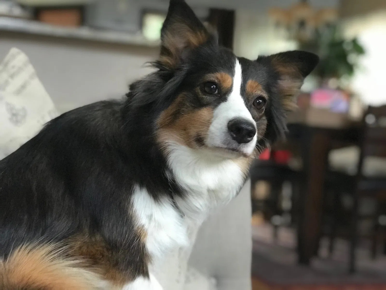 Lost dog in Pueblo, CO, 81001