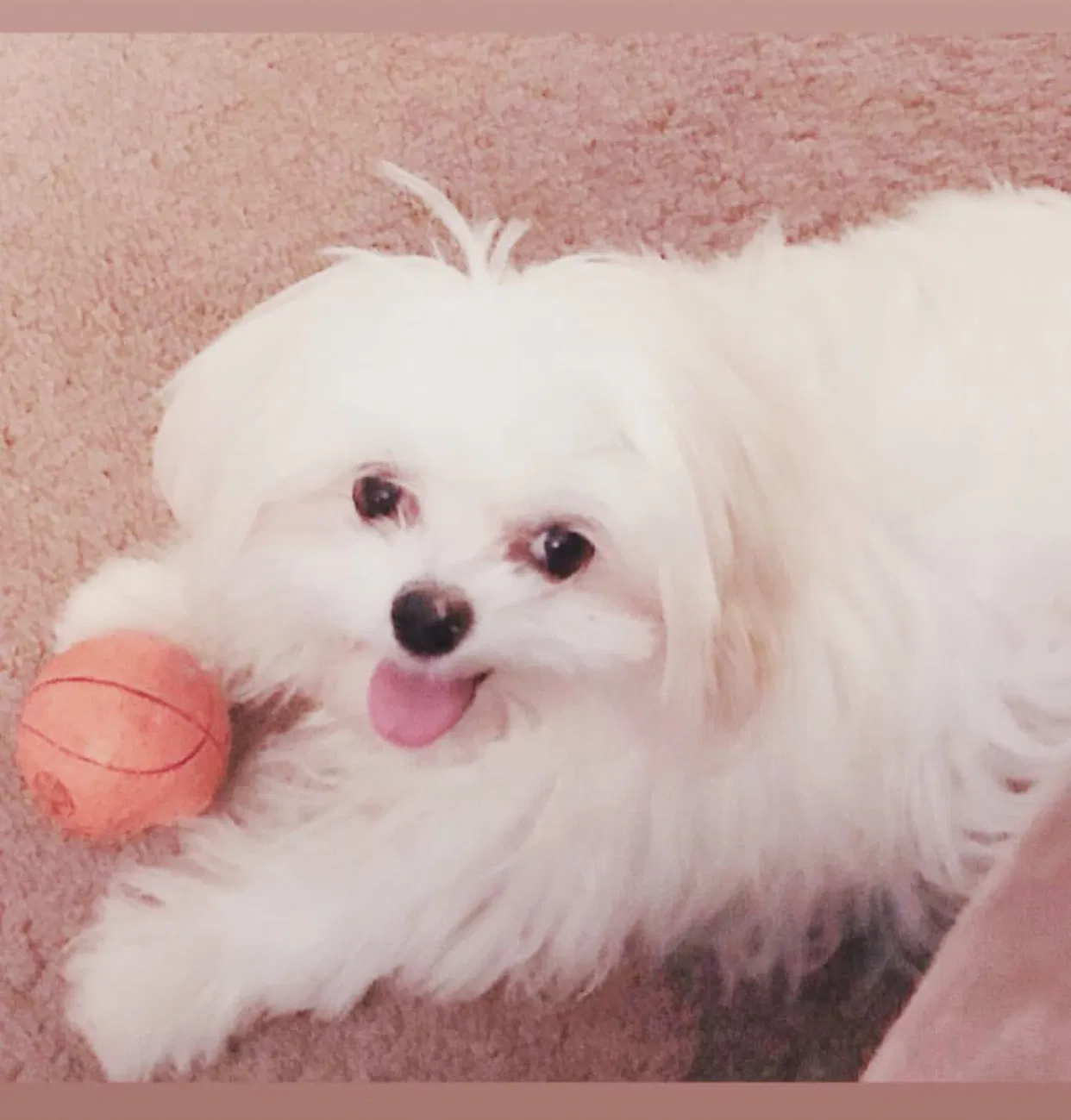 Lost dog in Redford, MI, 48240