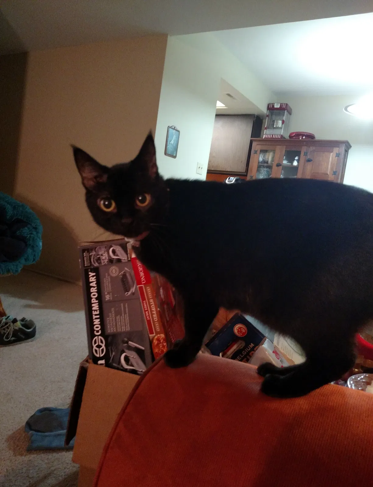 Lost cat in Fort Wayne, IN, 46825