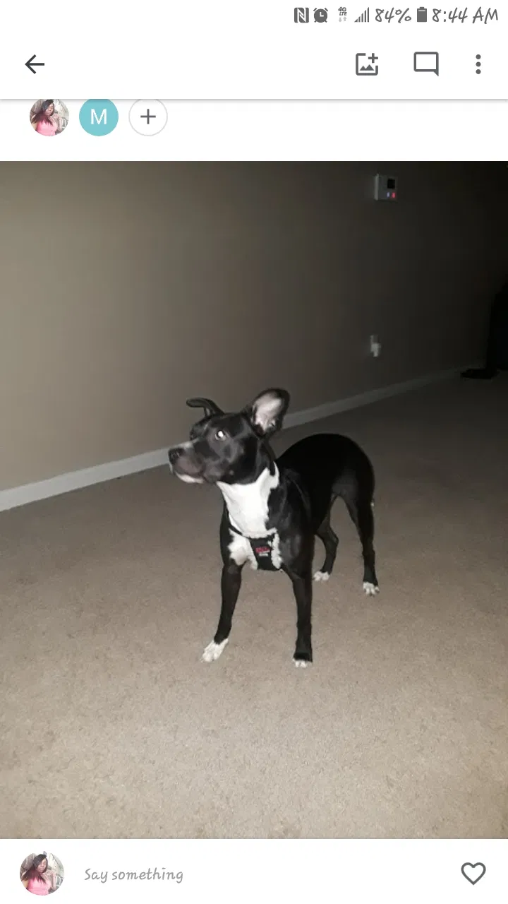 Lost dog in Baton Rouge, LA, 70808