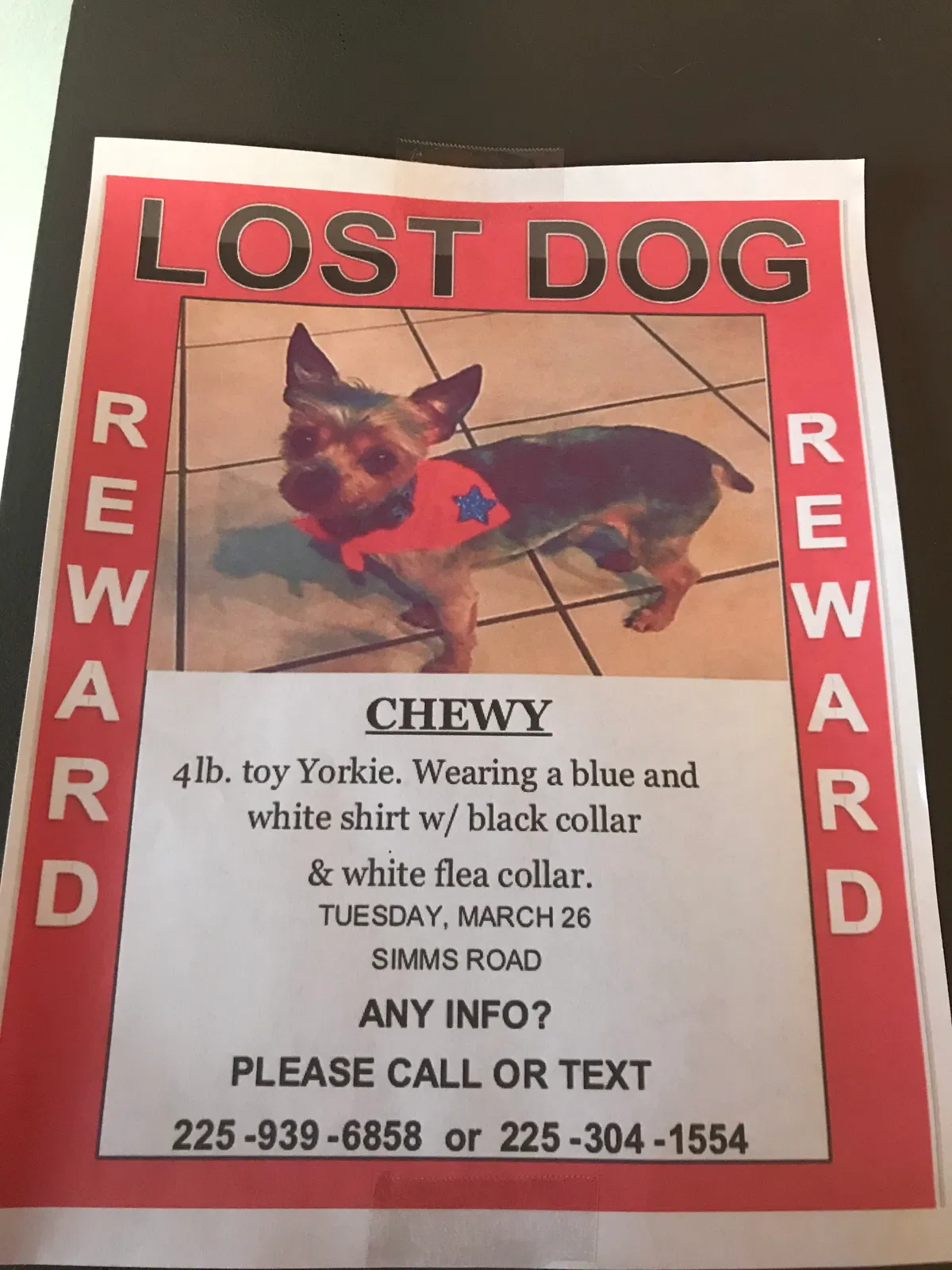 Lost dog in Denham Springs, LA, 70706