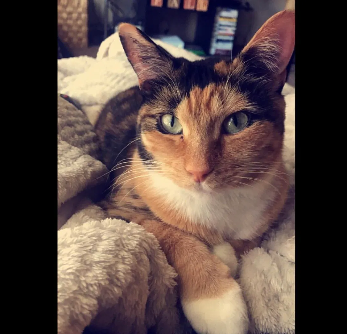 Lost cat in West Jordan, UT, 84088