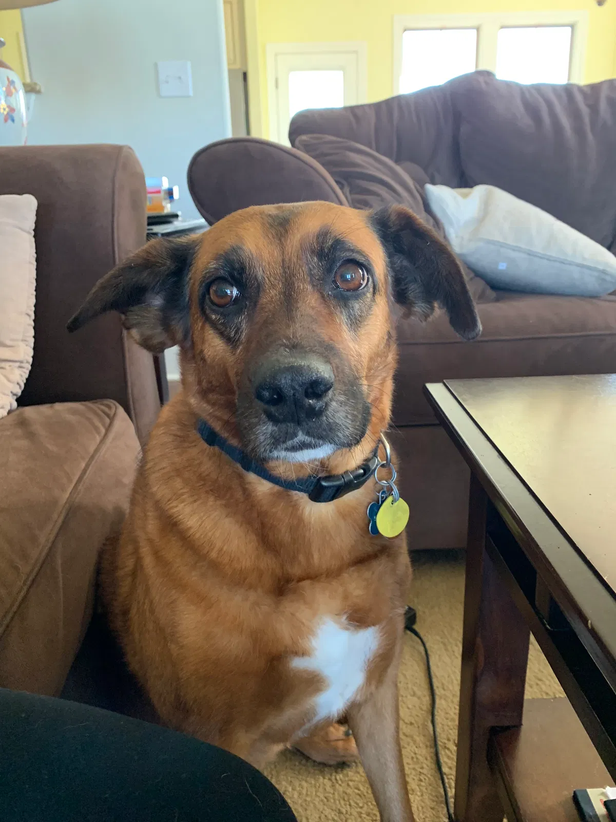 Lost dog in Hutto, TX, 78634