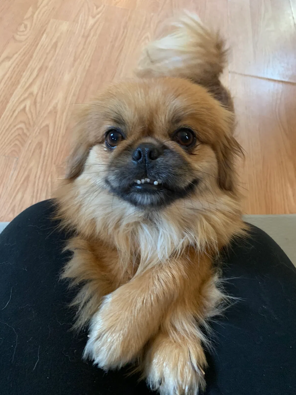 Lost dog in Hartsville, SC, 29550