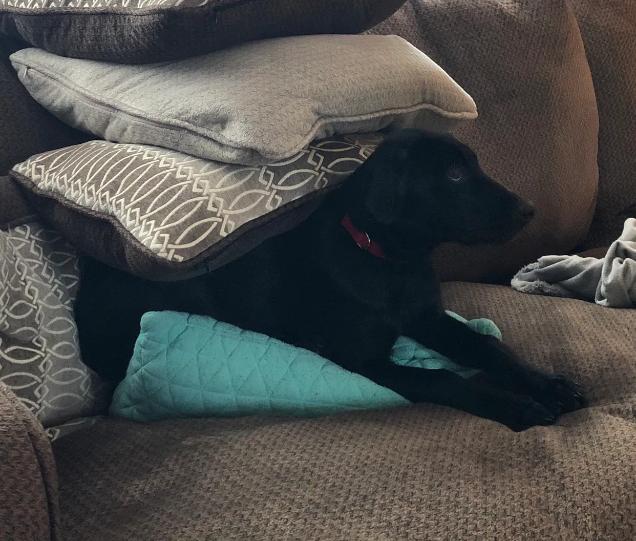 Lost dog in Temple, TX, 76502