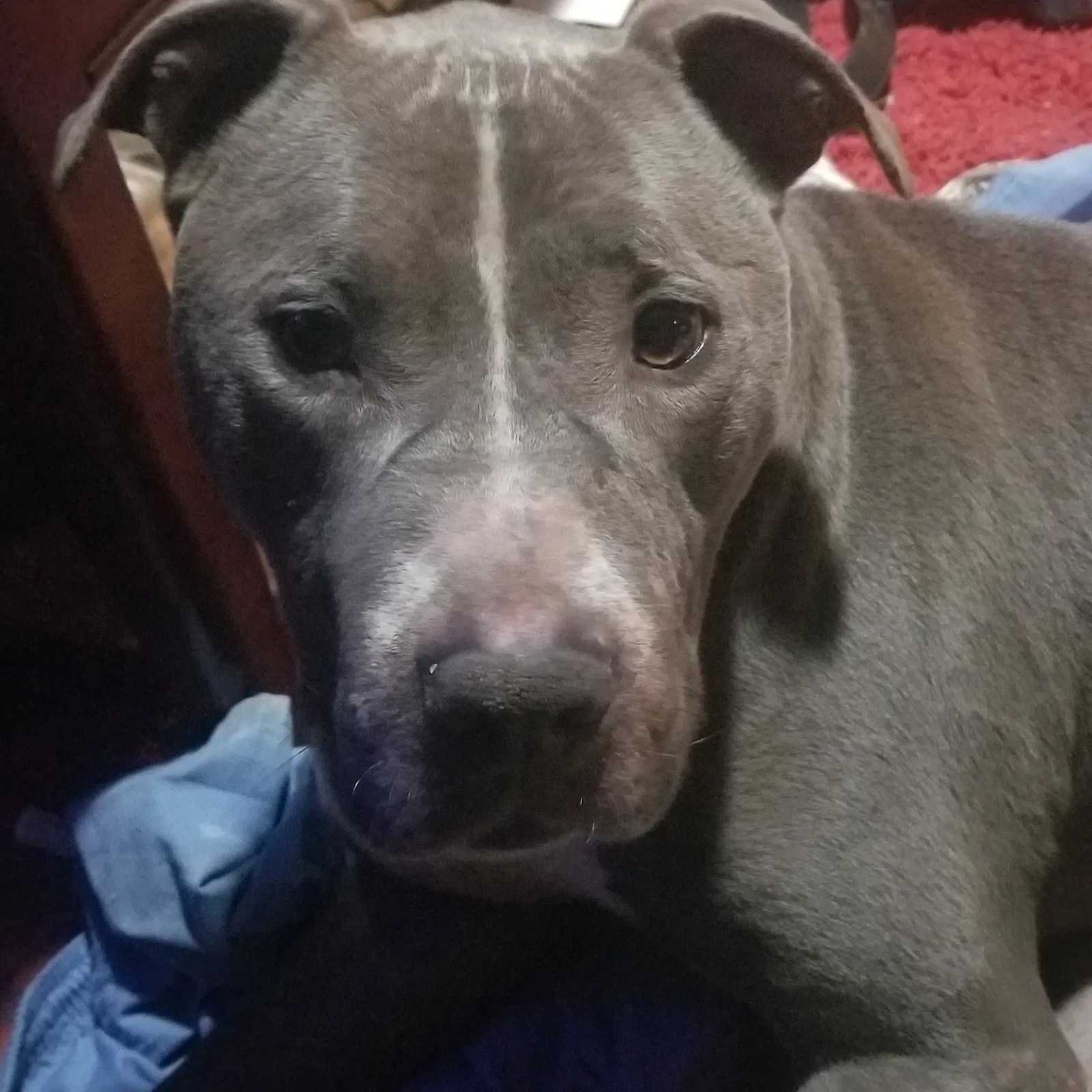 Lost dog in Detroit, MI, 48227