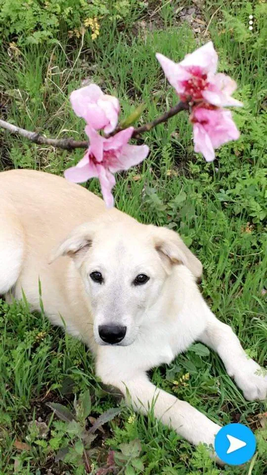 Lost dog in Belton, TX, 76513