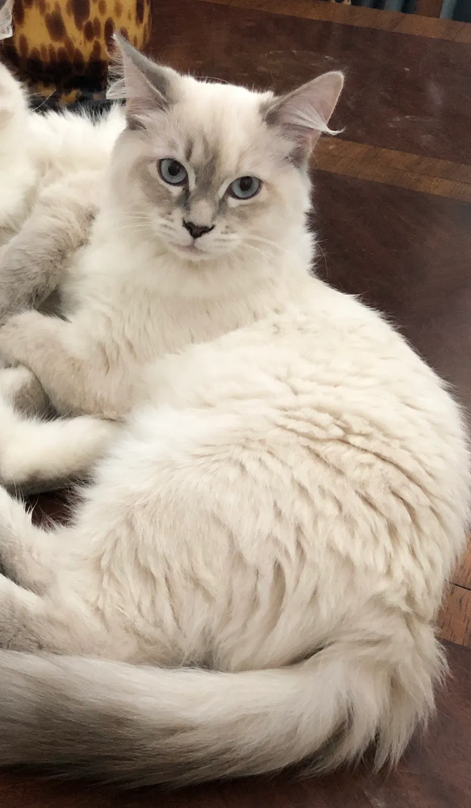 Lost cat in Santa Monica, CA, 90403
