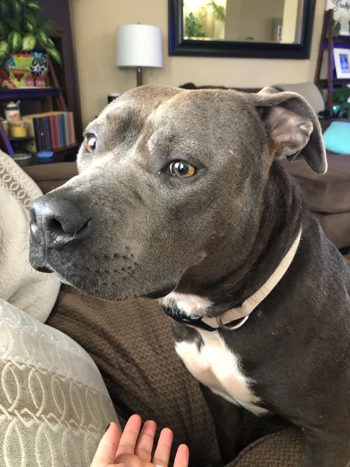 Lost dog in Temple, TX, 76502