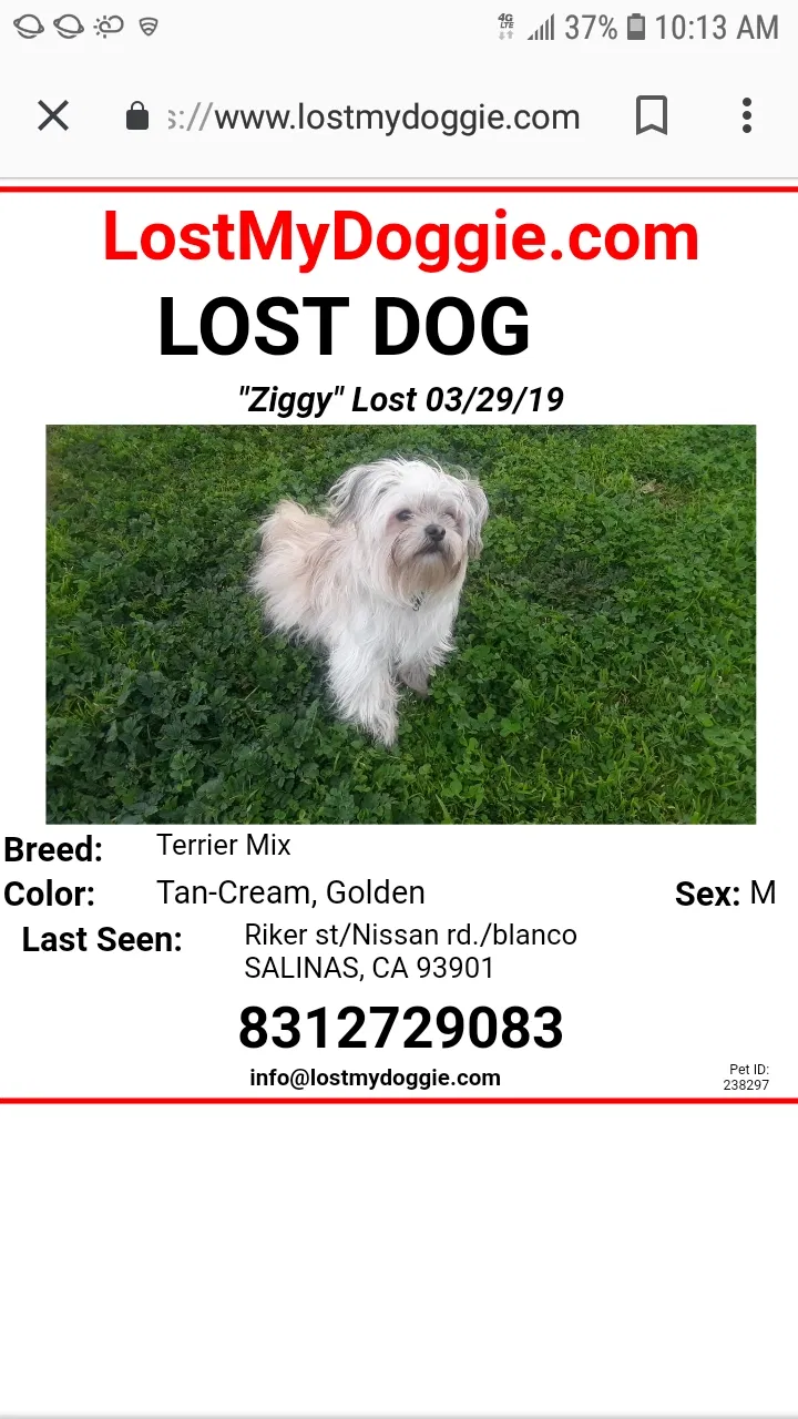 Lost dog in Salinas, CA, 93901