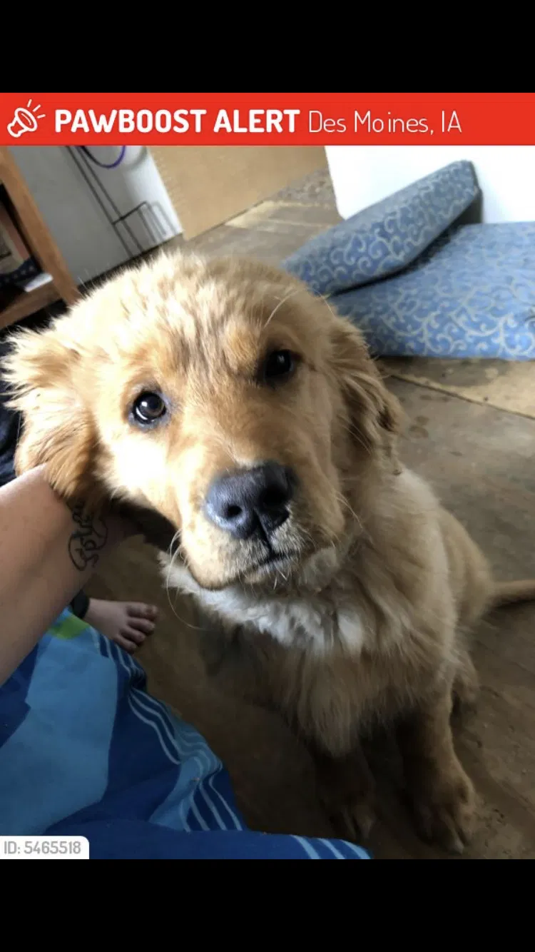 Lost dog in Des Moines, IA, 50315