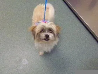 Lost dog in Waco, TX, 76708