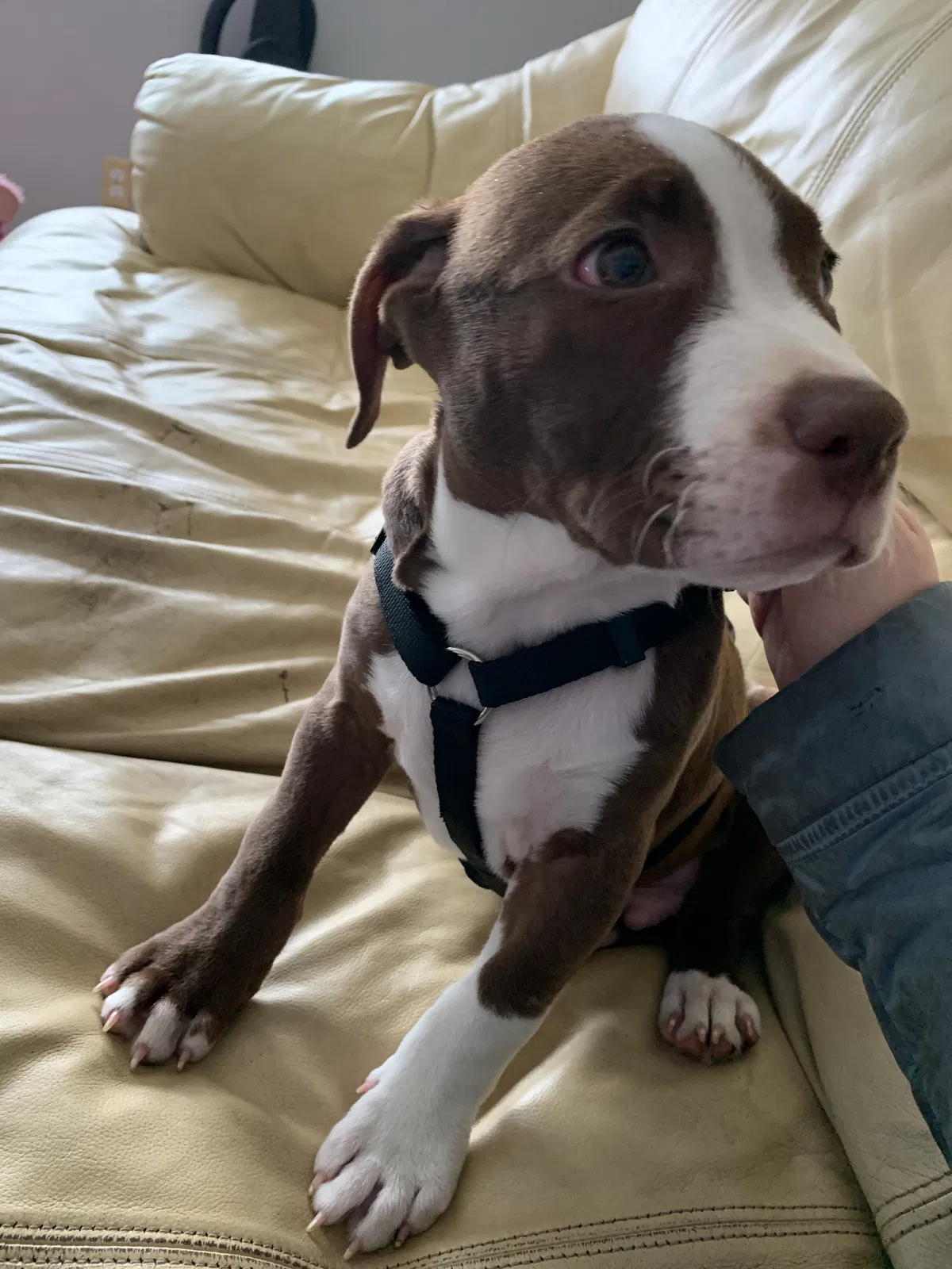 Lost dog in Batavia, OH, 45103