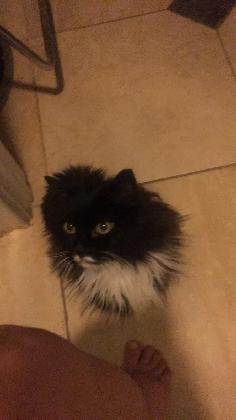 Lost cat in Lakeland, FL, 33801