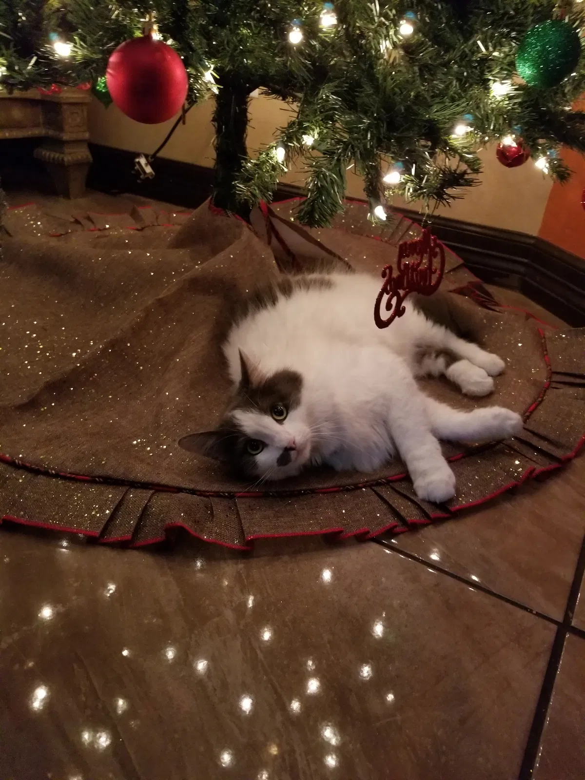 Lost cat in Mcallen, TX, 78504
