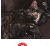 Lost cat in Chambersburg, PA, 17201