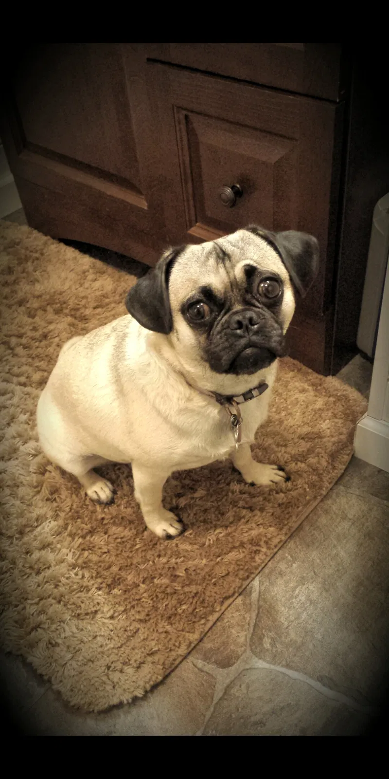 Lost dog in Hanover, PA, 17331