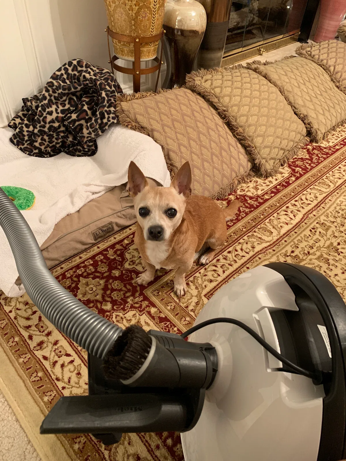 Lost dog in Lawrenceville, GA, 30044