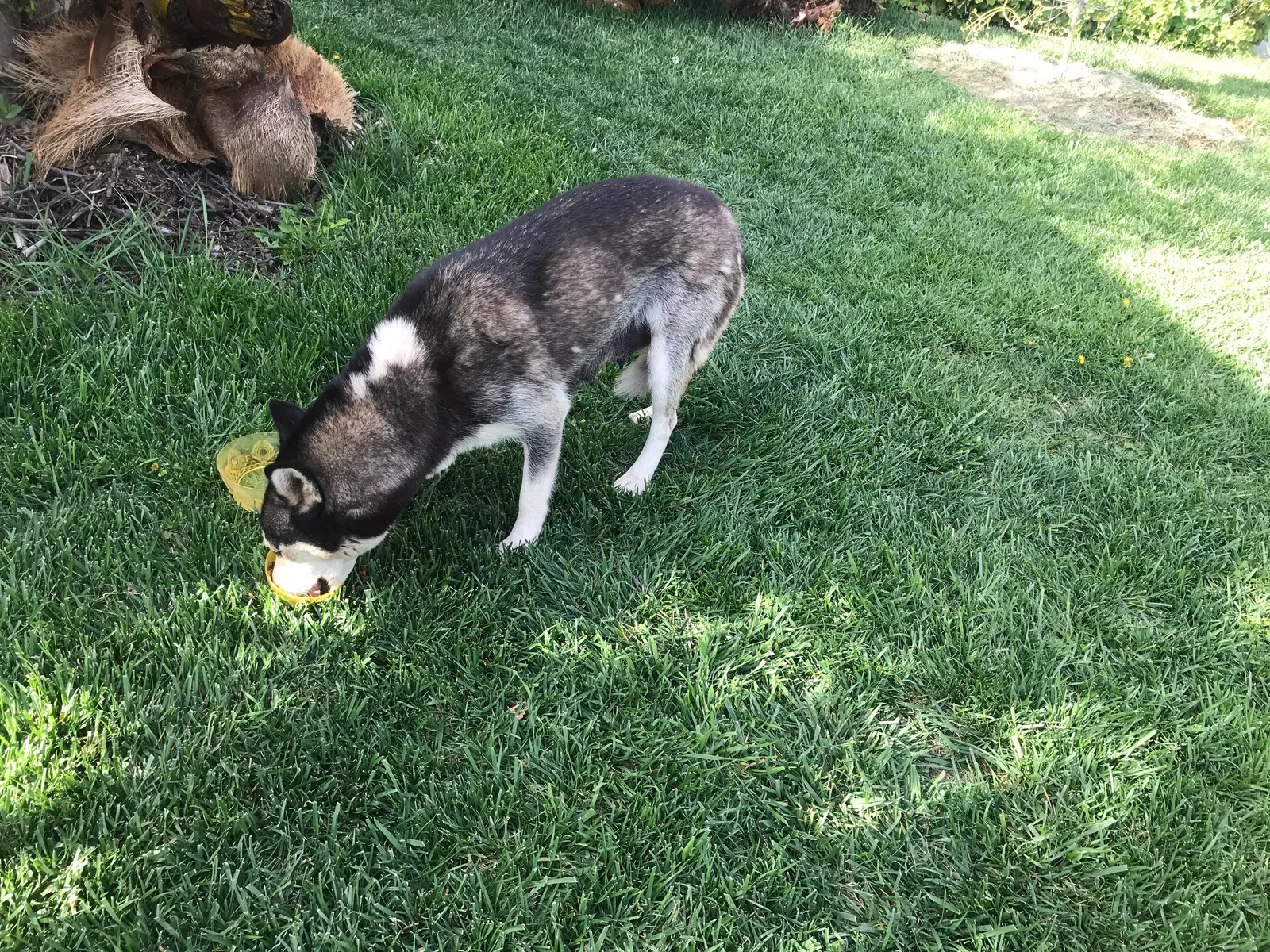 Found dog in Pomona, CA, 91766