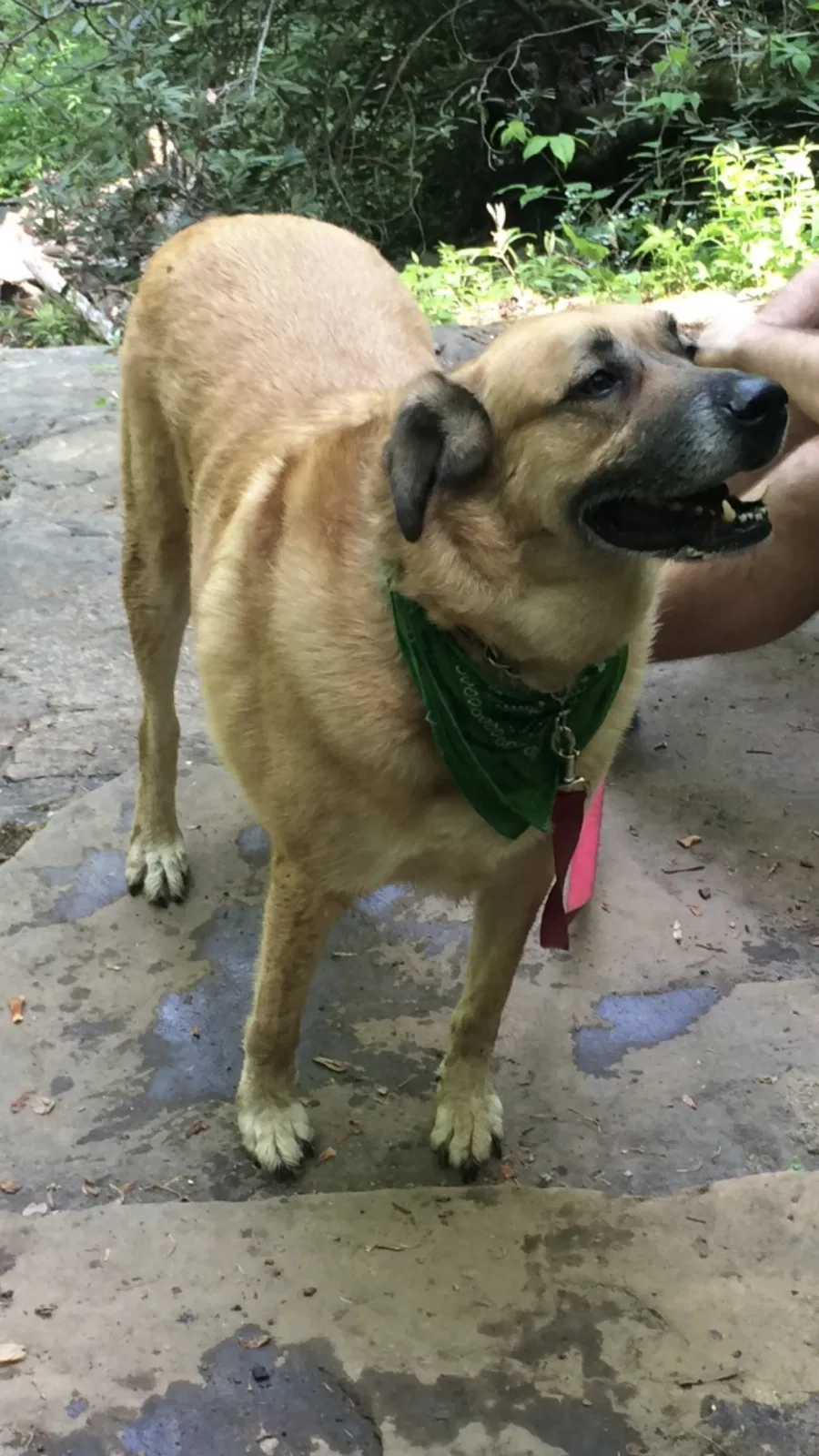 Lost dog in Tucker, GA, 30084