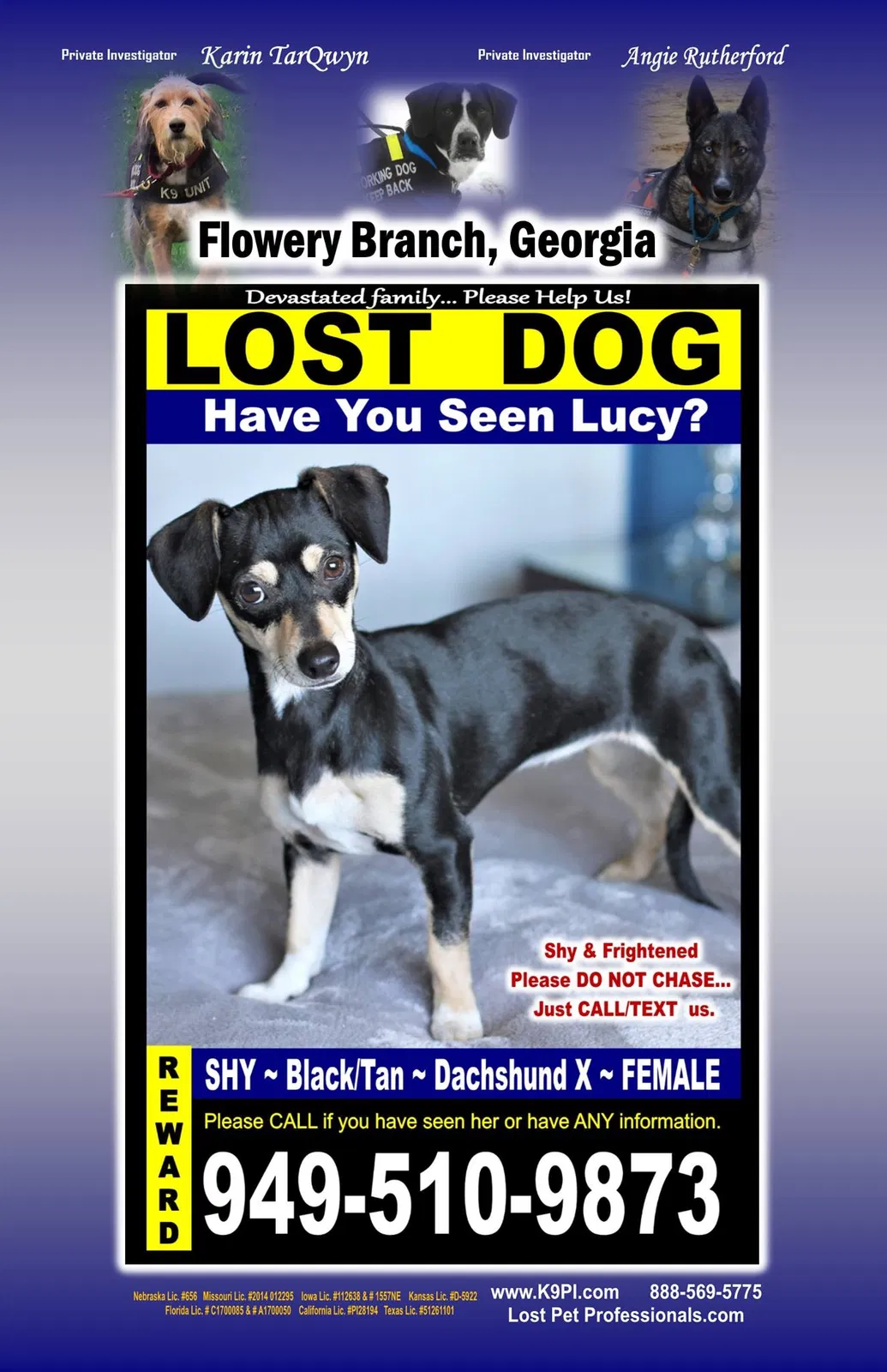 Lost dog in Flowery Branch, GA, 30542