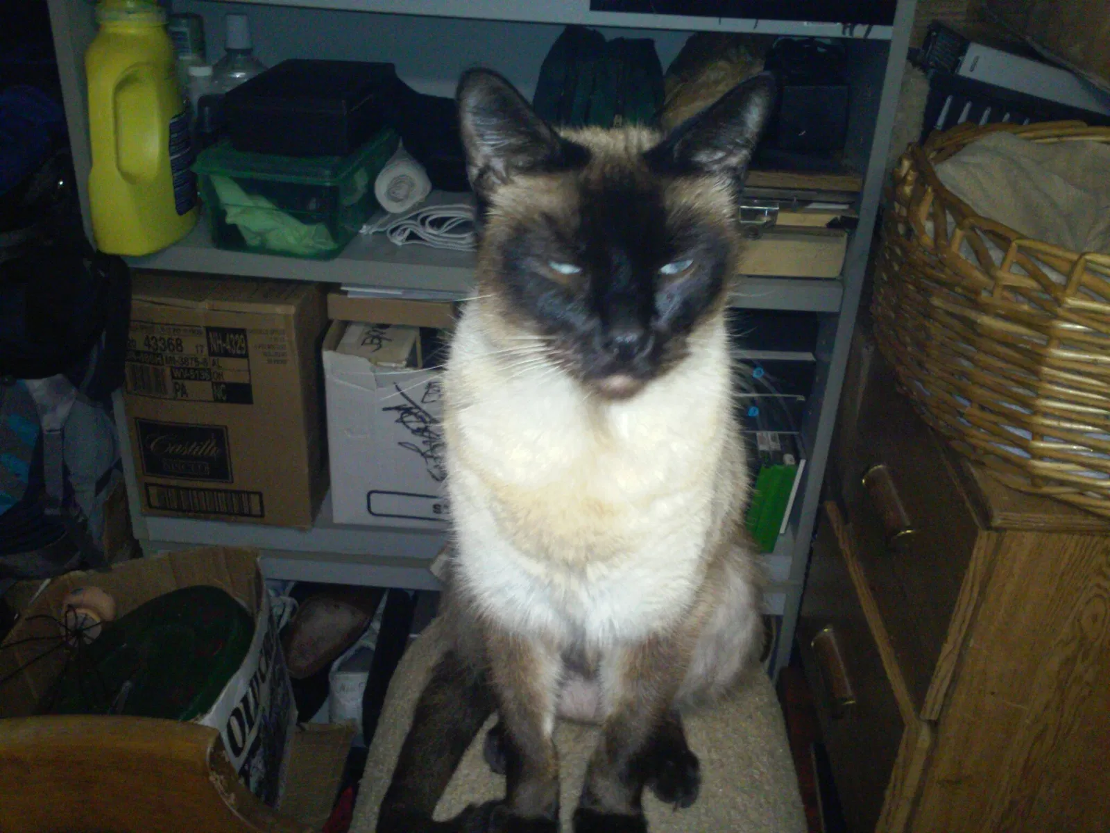 Lost cat in Portland, OR, 97218