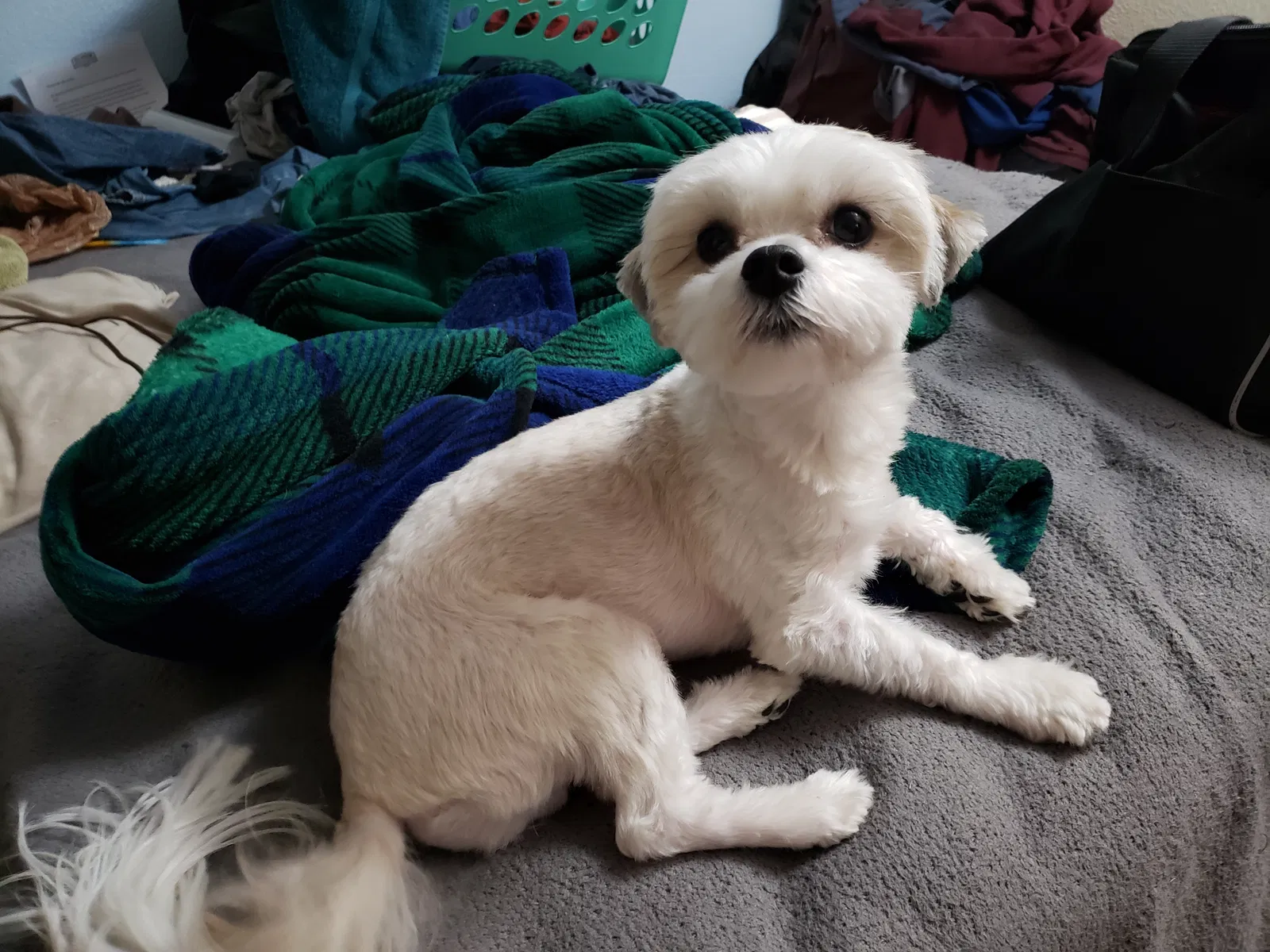 Lost dog in University Place, WA, 98467