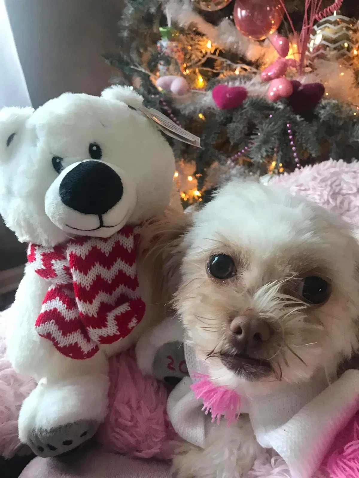 Lost dog in Lilburn, GA, 30047