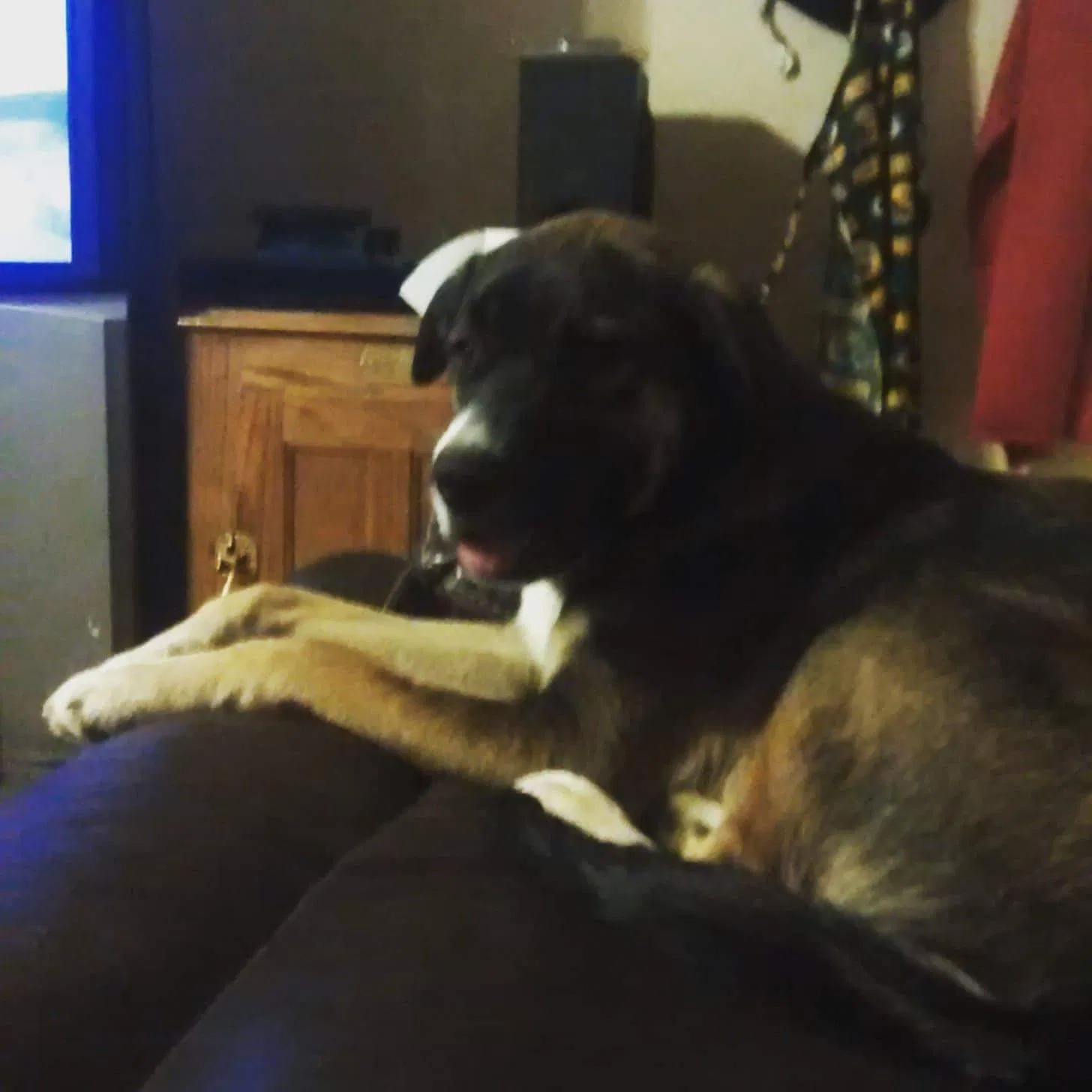 Lost dog in Rogers, AR, 72756