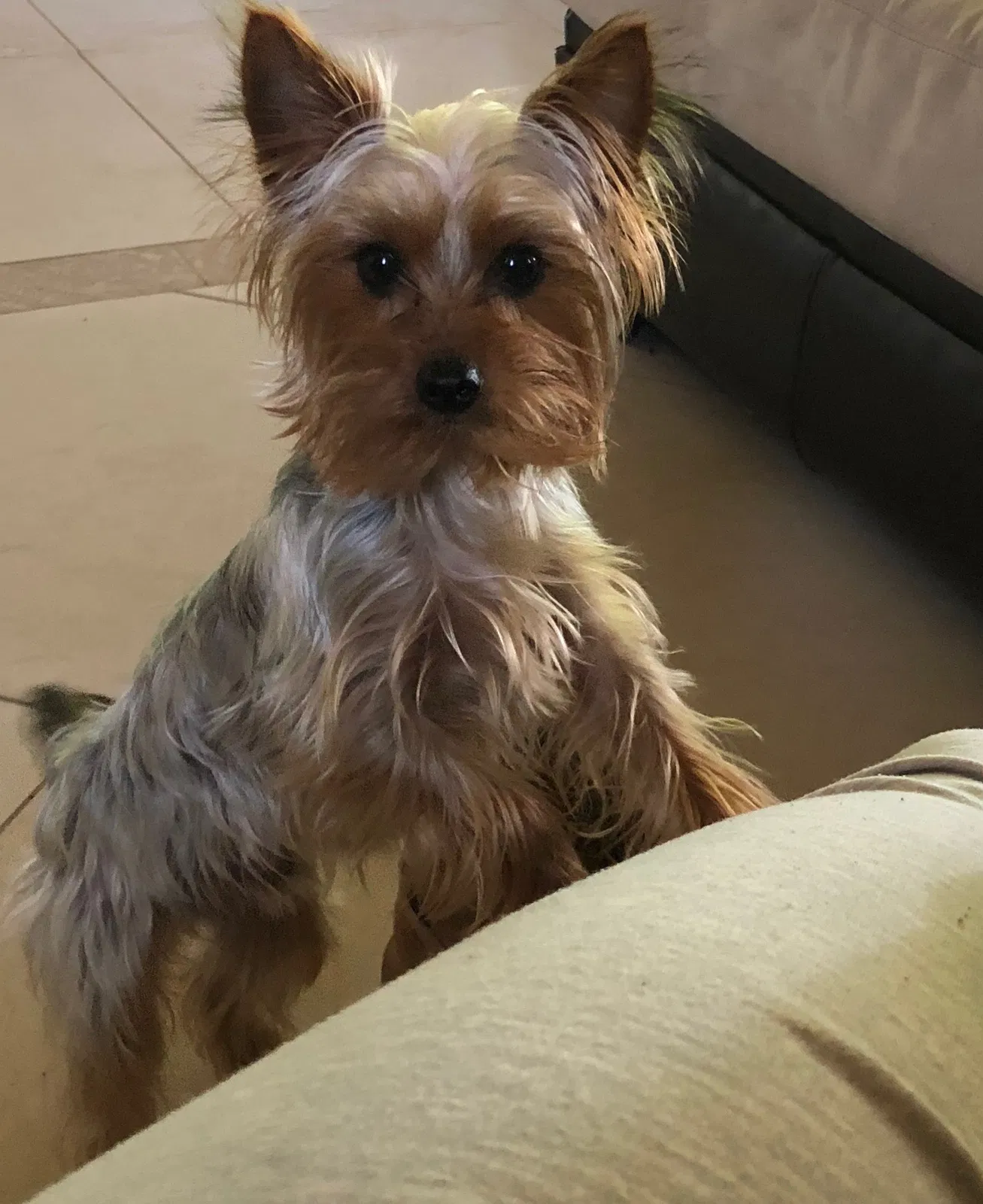 Lost dog in Fresno, CA, 93722